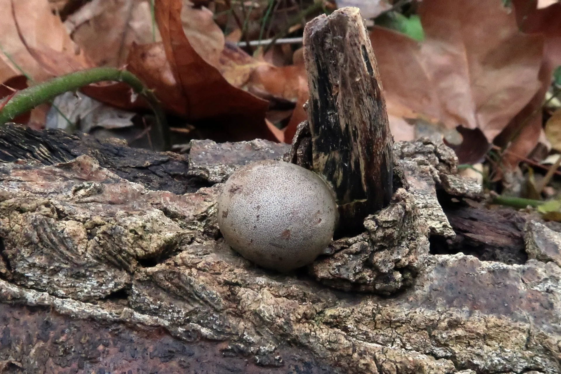 Reticularia lycoperdon - 1 - IMG_2623